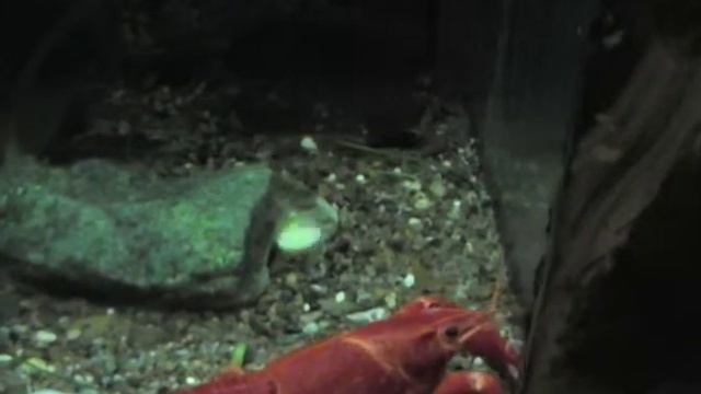 Рак покраснел смотреть онлайн