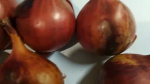 Лук шалот Камелот видео 14