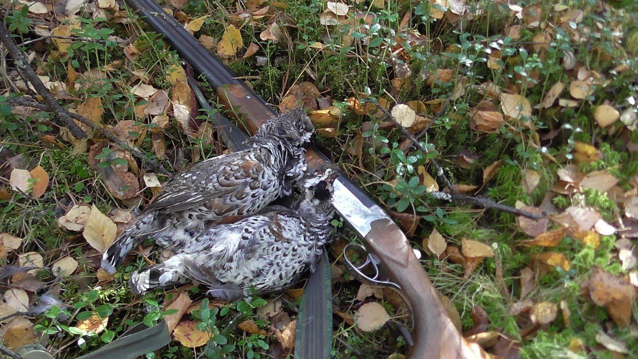 Охота на рябчиков с лайкой! Осень 2022 смотреть онлайн