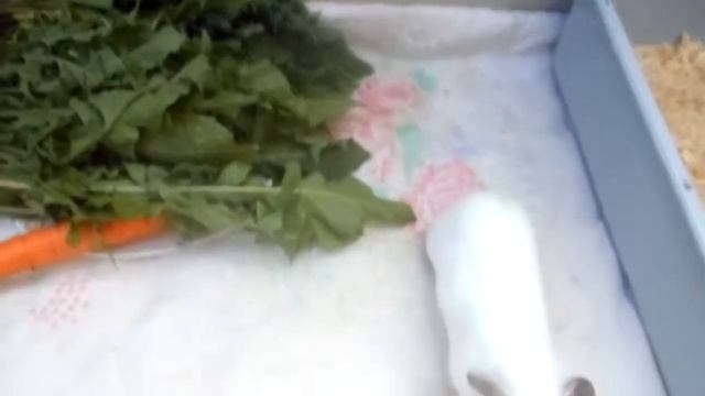 ПОНОС У МОРСКОЙ СВИНКИ/ СНЕЖКА ОКАЗАЛАСЬ СНЕЖКОМ. смотреть онлайн