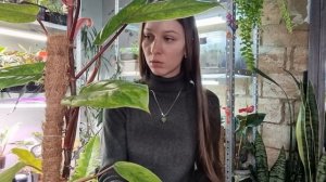 Черенкование филодендрона. Новинки, Пересадка. Самое дорогое растение