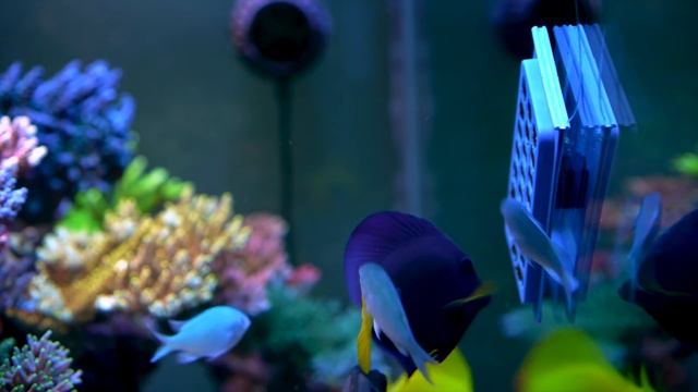 120g Acropora Coral Reef Tank | Rusted Magnet | Vermetid Snails | Flow Issues | Low Nutrients | SPS смотреть онлайн