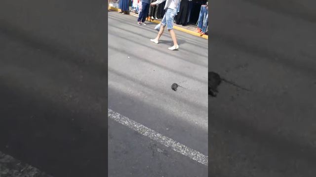 Поймали с самый большой крыса в мире в Садоводе смотреть онлайн