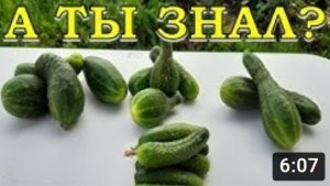 Почему ОГУРЦЫ кривые и что сделать, чтобы они «выпрямились»?