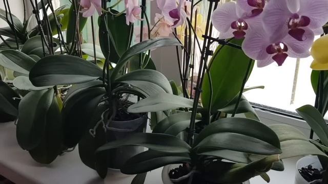 ОРХИДЕИ НЕ ПОГИБНУТ! Будут ПЫШНО и ДОЛГО ЦВЕСТИ! СЕКРЕТЫ и ОШИБКИ в уходе ЗИМОЙ