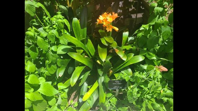 Getting to Know Clivia Miniata (Natal Lily) смотреть онлайн