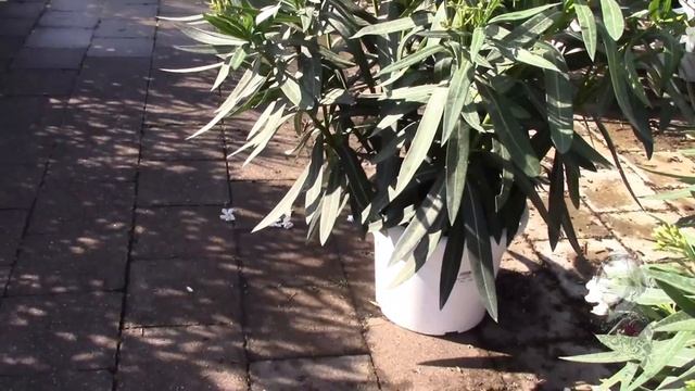 ОЛЕАНДР КРАСИВОЕ ВЕЧНОЗЕЛЁНОЕ РАСТЕНИЕ. ФРАНЦИЯ. смотреть онлайн