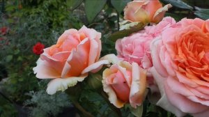 Ответ про золу. Моя первая японская роза ? Роби а ля Франциаз - "Французское платье" - необычно!