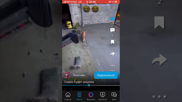 что может кот?!? ответ🤪 смотреть онлайн