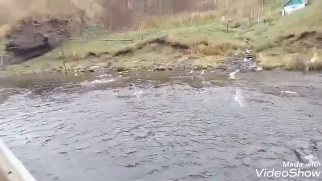 Работа вахтой остров Итуруп бухта осенняя. Ролик №114