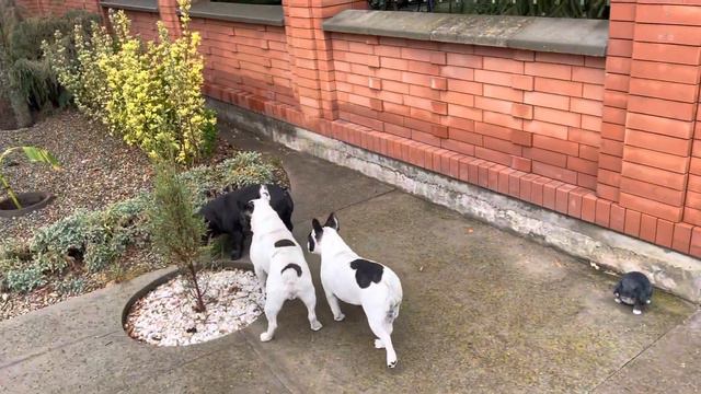 Французский бульдог Марсик ждёт особого приглашения… смотреть онлайн