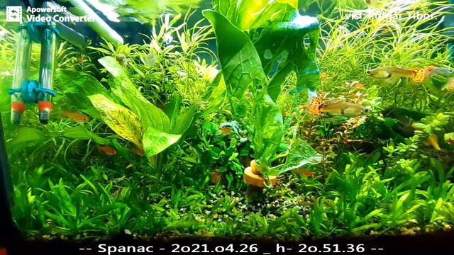 Marina 54L -- The spinach in 24 hours--2021.04.27 -