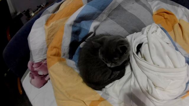 Котенок спит завернутый клубочком [Скоттиш Страйт] смотреть онлайн