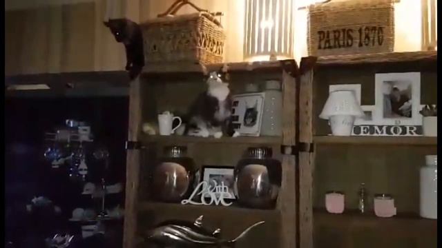 Maine-coon Kitten Out of balance смотреть онлайн