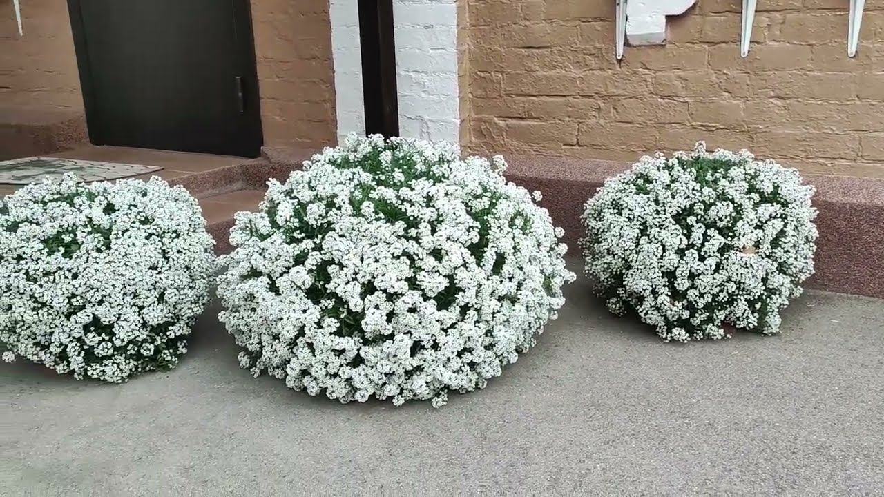 Зимовка алиссума Сноу Принцесс и других сортов. Как сохранить алиссум до весны в домашних условиях. смотреть онлайн