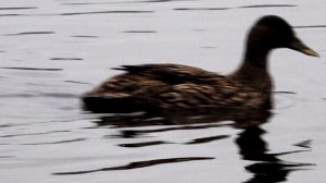 Как манить селезня? Учись у лучших!