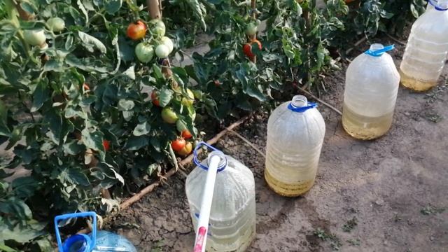 Капельный полив из бутылок в огороде смотреть онлайн