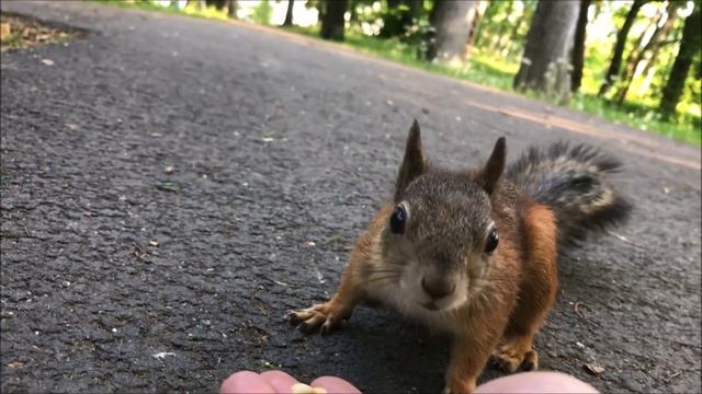 Кедровые орешки - хорошо, а безопасность - на первом месте :) смотреть онлайн