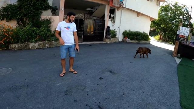 В гостях у Степана, Муса и Багирка. Знакомство Багиры и Локи/ Видео со второй флешки) Питбули,Стафф смотреть онлайн