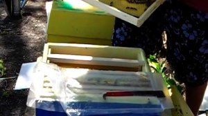 БЫСТРОЕ РАСШИРЕНИЕ ПАСЕКИ С ПОМОЩЬЮ ОТВОДКОВ НА ОДНУ РАМКУ ПЧЕЛЫ И ЧТО ИЗ ЭТОГО ПОЛУЧИЛОСЬ