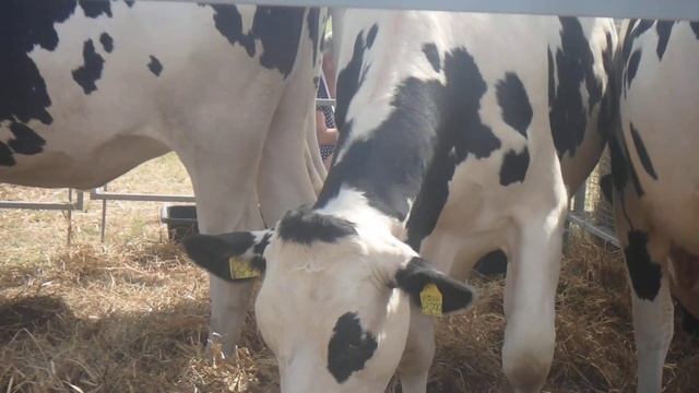 Коровы Чёрно-пёстрая порода смотреть онлайн