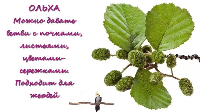 Чем кормить попугая/Кормовые деревья и кустарники для рациона попугая.//What to feed the parrot смотреть онлайн