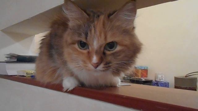 Может, я - САВАННА? Кошка Подушка, сервал и саванна. смотреть онлайн