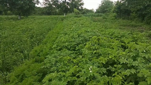 Собираем Супер урожай молодого картофеля!Ливни на востоке. Картофель без полива. Potato cultivation смотреть онлайн