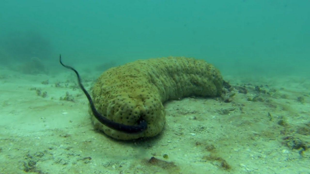 Анус морского огурца, отличный домик для этой рыбки! смотреть онлайн