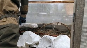 УКРЫТИЕ ВИНОГРАДА НА ЗИМУ В СИБИРИ//ЗЕМЛЯНАЯ ШУБКА ДЛЯ ВИНОГРАДА В СИБИРИ