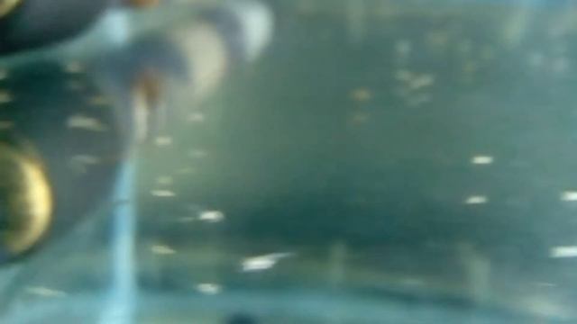 Апистограммы от икры до мальков смотреть онлайн