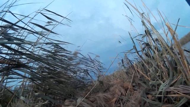 Открытие охоты на утку 2018г смотреть онлайн