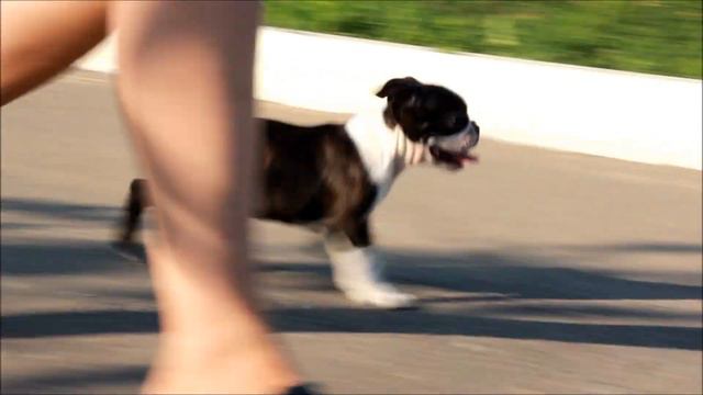 Кеша и Витас на прогулке