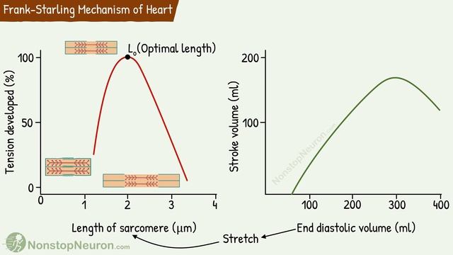 This is HIDDEN TALENT of Your Heart: Frank Starling Mechanism || Length-Tension Relationship смотреть онлайн