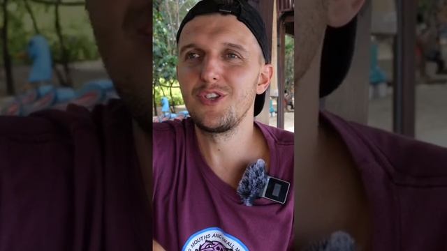 ЗМЕИ в ДОМЕ на БАЛИ / Много ли змей на Бали? смотреть онлайн