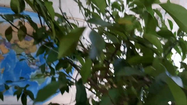 У меня зацвел лимон На Урал пришло тепло. смотреть онлайн