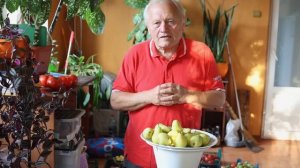 Советы садоводам от Распопова, часть 6. Грушевый сад без болезней.