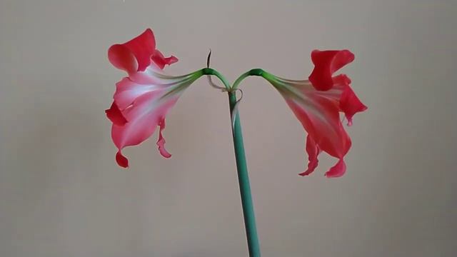 Кливия - Clivia смотреть онлайн