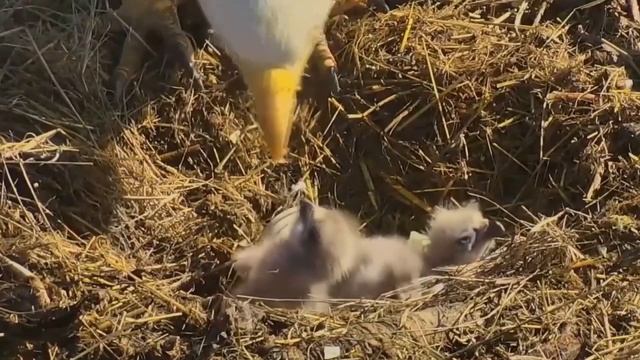 Когда работники фермы увидели, что родила лошадь, то просто не поверили своим глазам смотреть онлайн