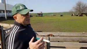 Весенняя вакцинация овец.