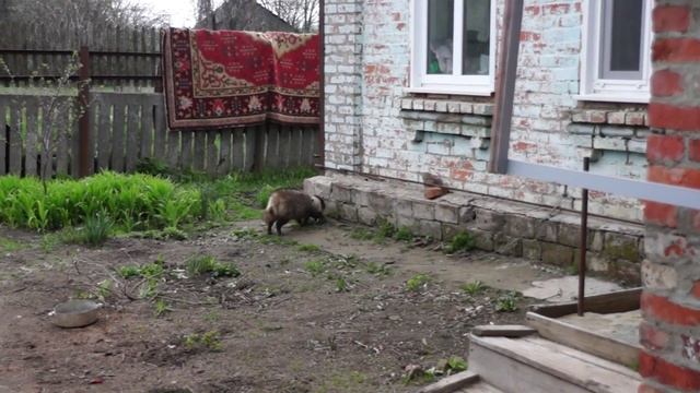 Тануки смотреть онлайн