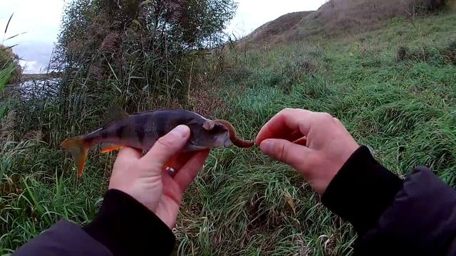 Ловля на спиннинг. Отводной поводок. Река Дон. (LiveFishing) смотреть онлайн