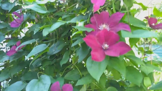 клематис 'Rouge Cardinal' (Руж Кардинал) смотреть онлайн