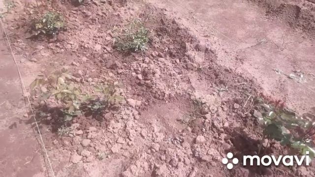РОЗЫ. УРАЛ. 1 ИЮЛЯ 2022. НАЧАЛОСЬ ДОЛГОЖДАННОЕ ЦВЕТЕНИЕ. смотреть онлайн
