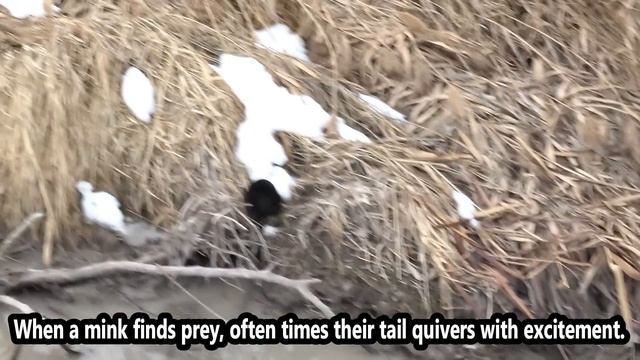 TRIPLE Muskrat Catch! BIG Muskrats vs BIG Mink! смотреть онлайн
