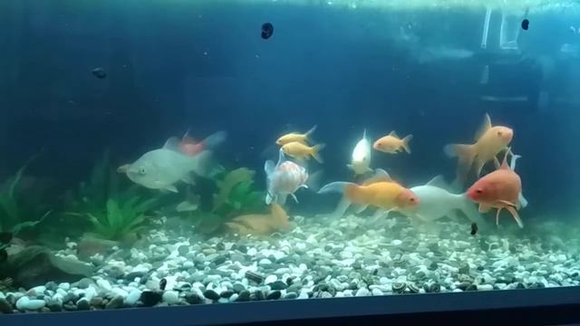Золотые рыбки, кометы и караси. смотреть онлайн
