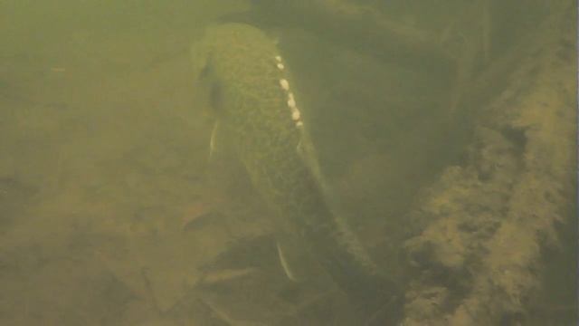 Подводная камера fishfocuscams - pro смотреть онлайн