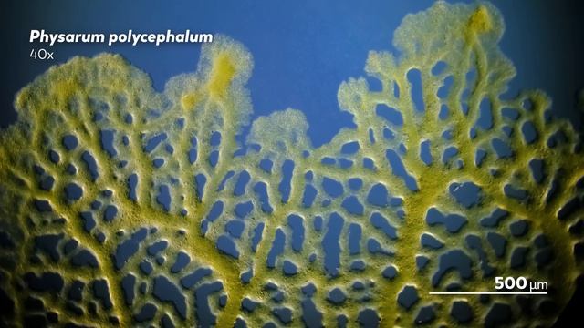 Slime Molds: When Micro Becomes Macro смотреть онлайн