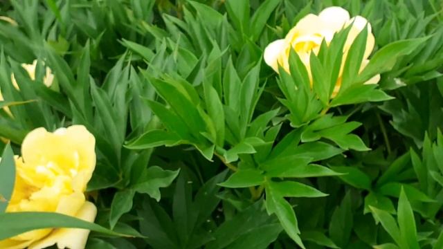 BARTZELLA пион ито - гибрид смотреть онлайн