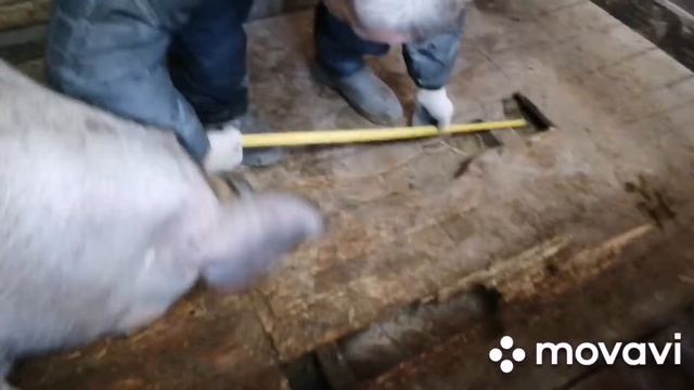 Ремонтируем пол в сарае у свиней.